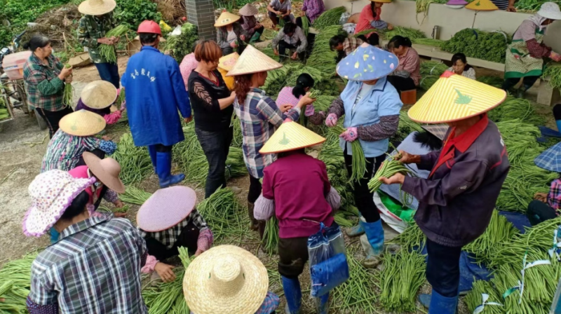 一天收入800多很輕松，在農村干正好，這3個小生意悶聲發(fā)財的不少