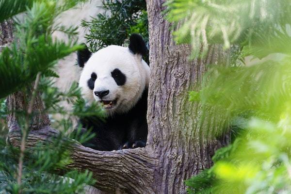 拼多多過年期間怎么辦？能提現(xiàn)嗎？