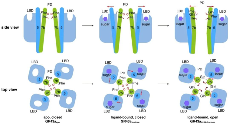 Science 浙江大學(xué)破解果蠅感知甜味的秘密，有望防治害蟲