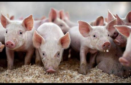 三季度凈利潤(rùn)大跌65！溫氏股份，陷入模式之困